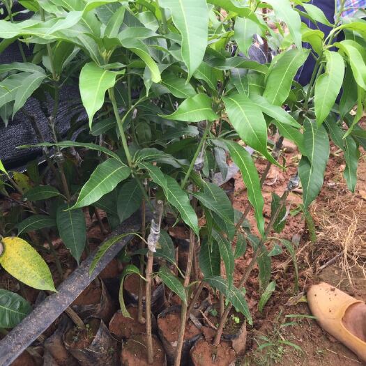 白沙县金煌芒果苗
