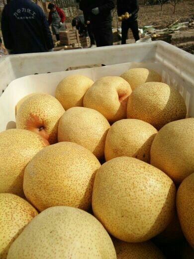 砀山县砀山酥梨 85mm以上 250-300g