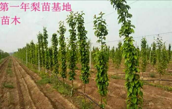 晚秋黄梨苗 1~1.5米