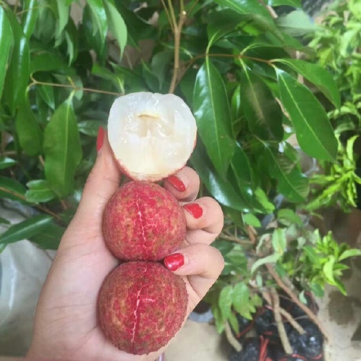 灵山县无核荔枝苗  果树苗 荔枝苗  嫁接苗 桂味荔枝苗 广西荔枝