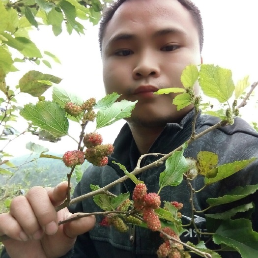 灵山县大叶桑苗