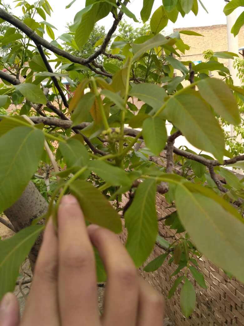 香玲核桃