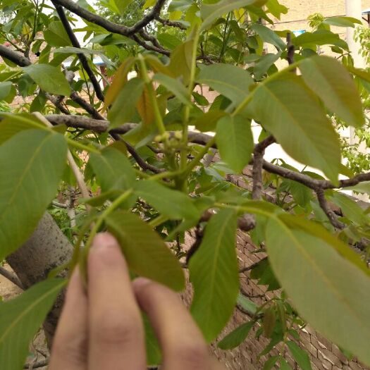 大荔县香玲核桃