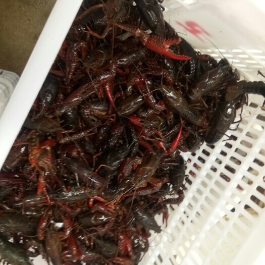 潜江市中国小龙虾 人工养殖 4-6钱 