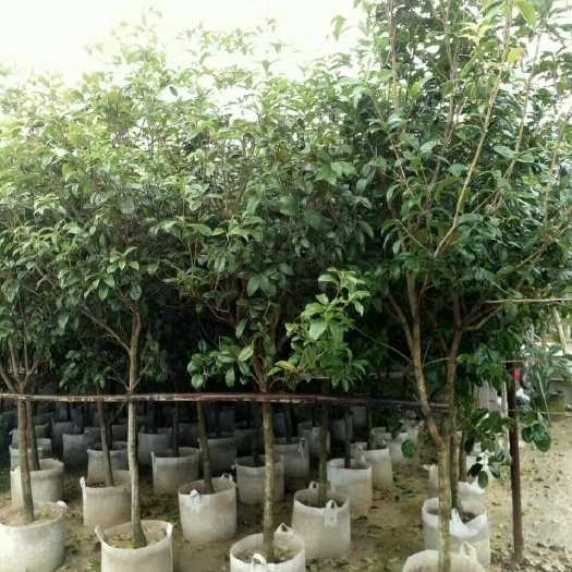 普宁市四季桂
