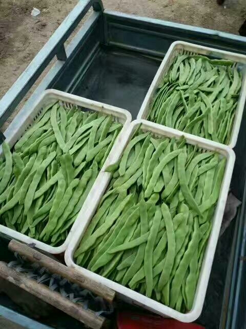 聊城绿扁豆 扁豆荚