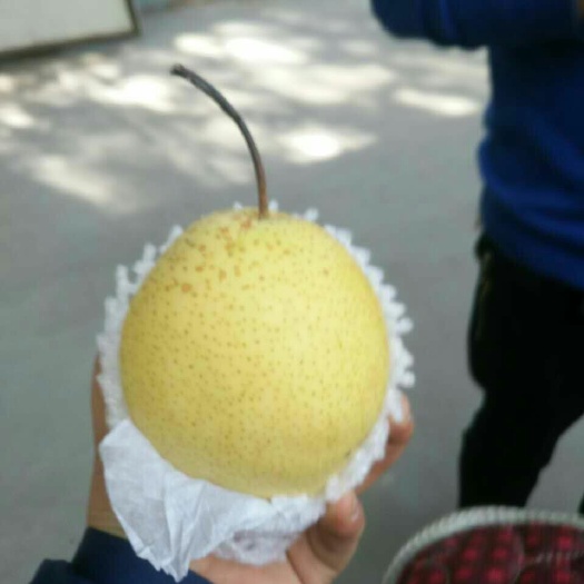 赵县雪梨 350-400g 75mm以上 