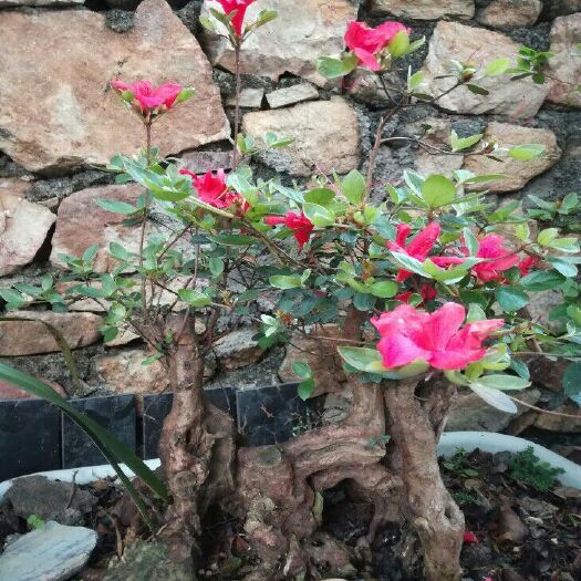 乳源县映山红 0.5米以下