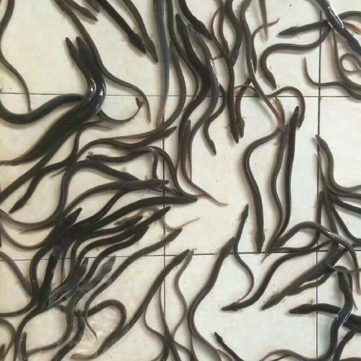 博罗县鳗鱼苗