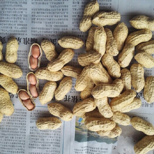 东海县白沙系列花生 干货 带壳花生