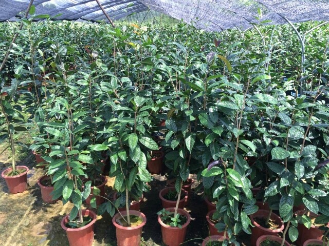 防城港廣西防城港金花茶苗