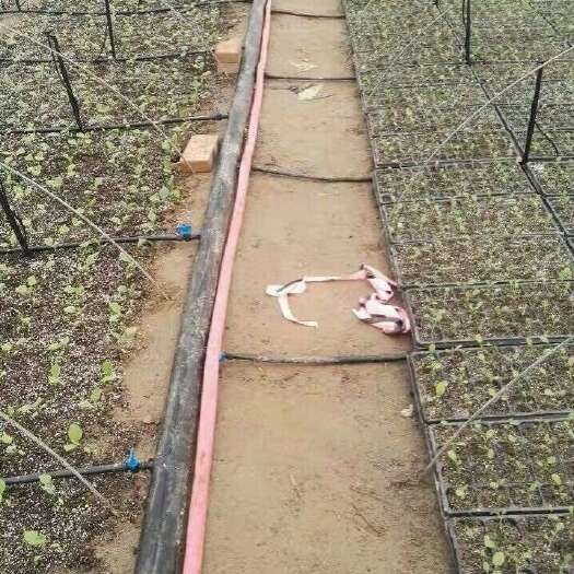 鄄城县育苗盘