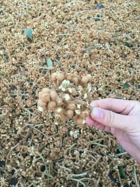 云霄县枇杷花茶 散装 特级 