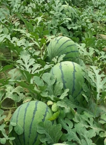 沂南县 山东精品大棚西瓜大量上市供应