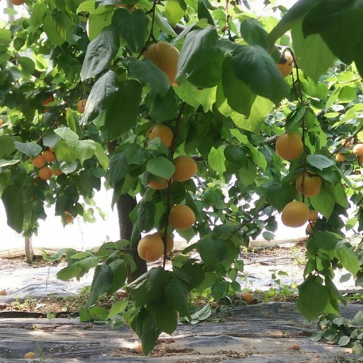 砀山县新黄河故道大棚金太阳杏大量上市中，个大，色亮，味甜，对接各大