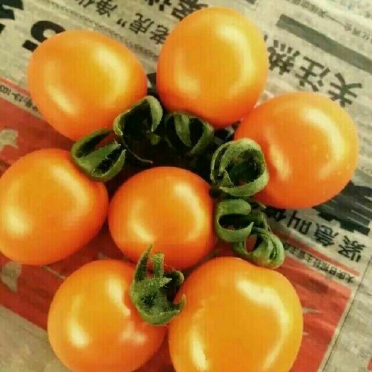 滑县 圣女果基地合作社，诚信经营！