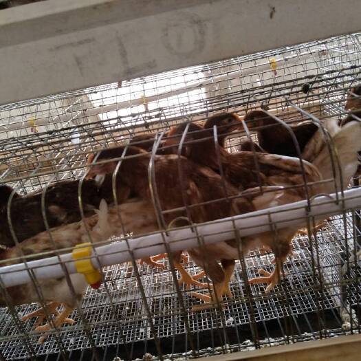鹤壁青年鸡 母 2斤以下