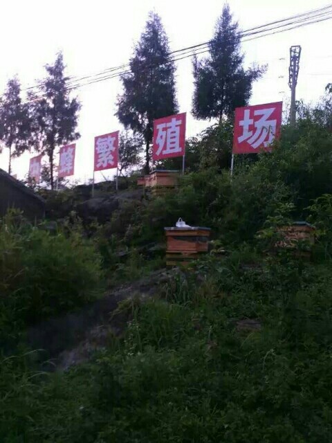 正安县中蜂 