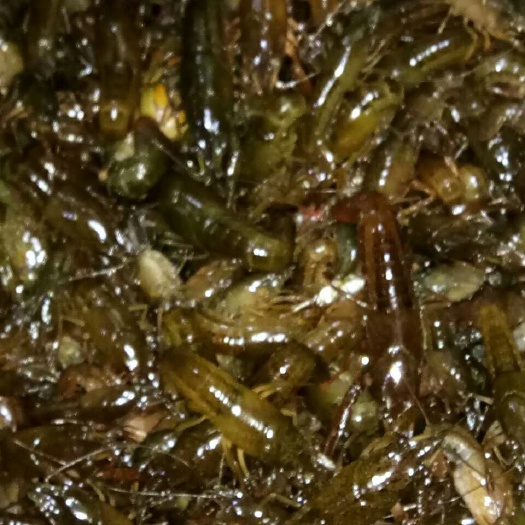 潜江市龙虾苗 