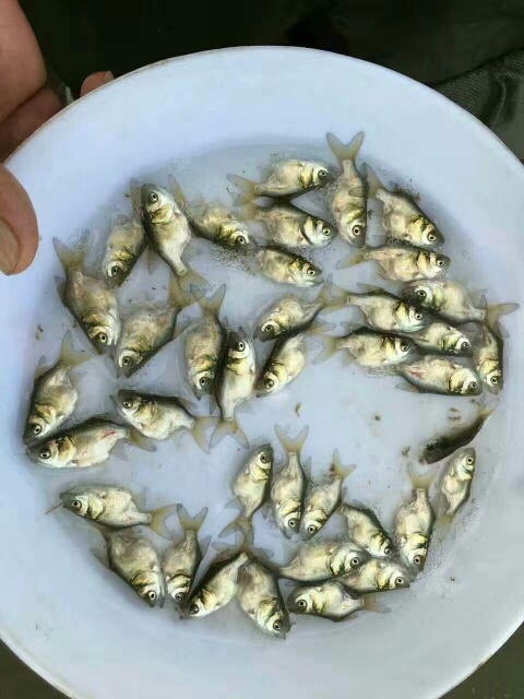 广州缩骨大头鱼苗