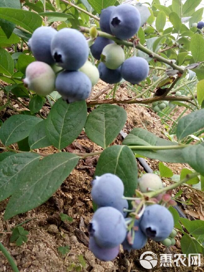 奥尼尔蓝莓  绿宝石，珠宝