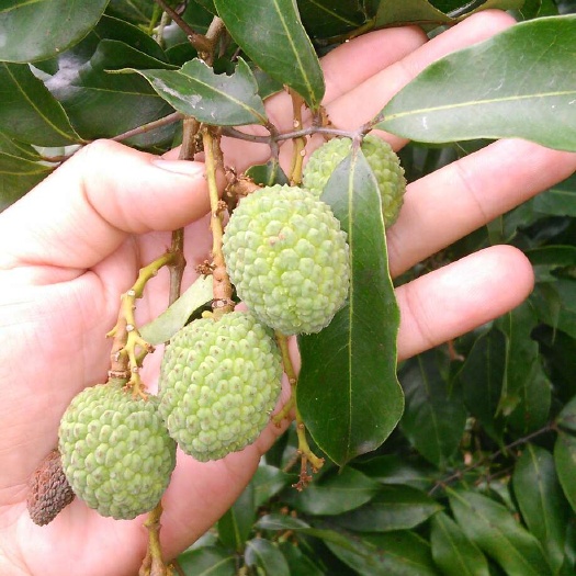 妃子笑荔枝 2cm