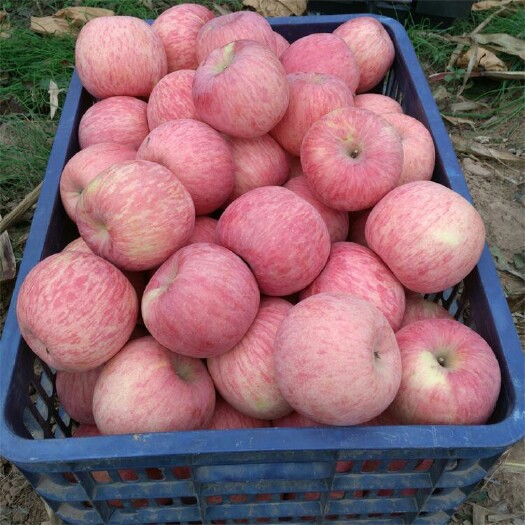 沂水县 精选【商品红富士苹果】常年供货