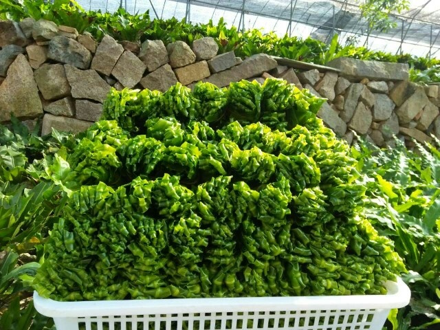 厦门山苏菜