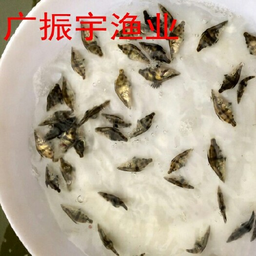 博罗县桂鱼苗 