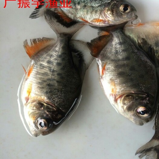 博罗县白鲳鱼苗 统货
