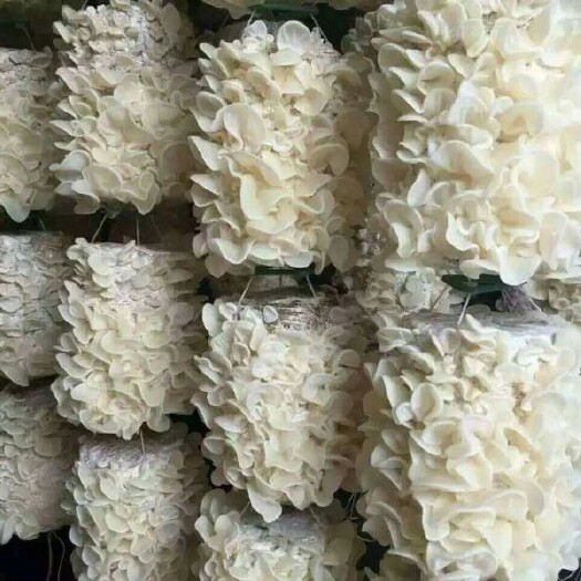 鱼台县碗耳 特级
