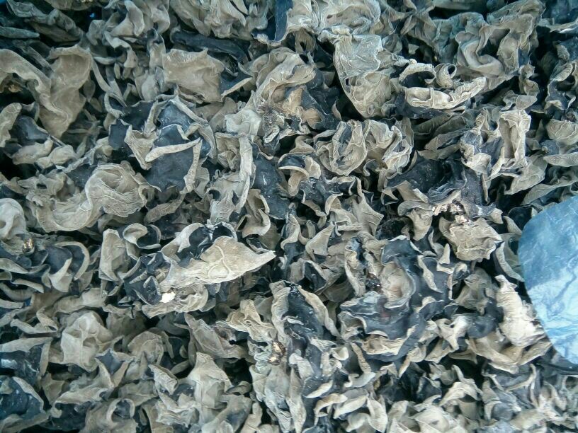 东北黑木耳 干木耳 一级 