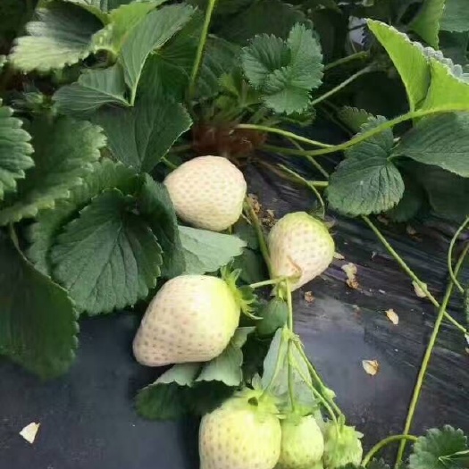 泰安小白草莓苗 地栽苗 20~30公分