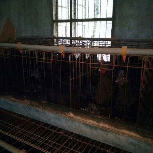 奉新县绿壳鸡苗 母