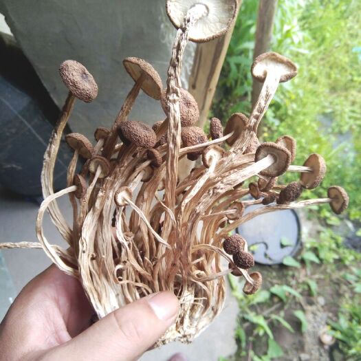 广昌县黄帽茶树菇 12~14cm