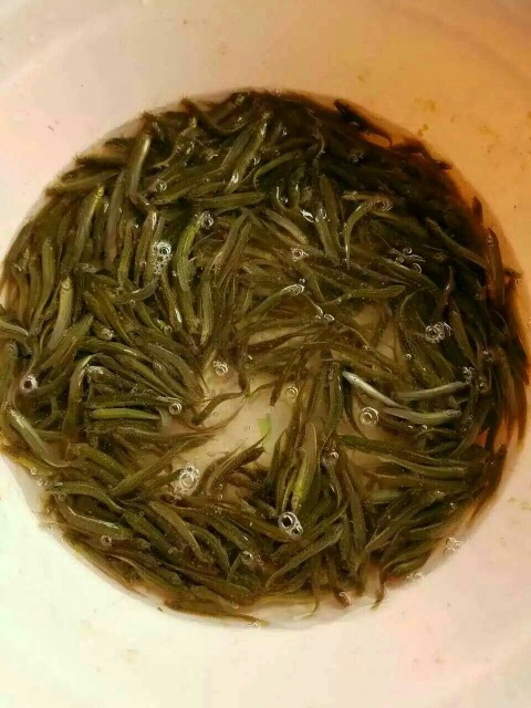 广州泥鳅苗