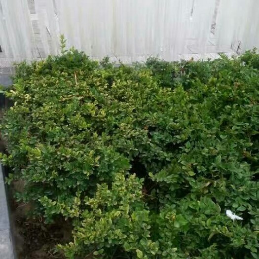 榆中县土豆粉