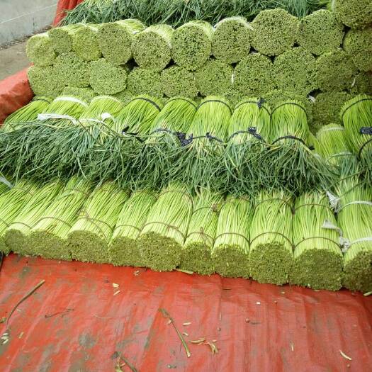 尉氏县中牟蒜苔 一茬 50~60cm