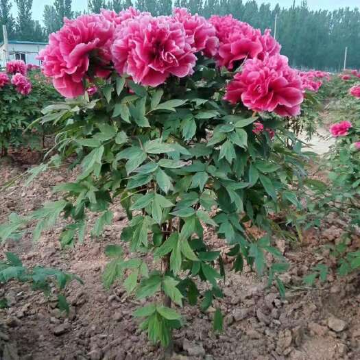 菏泽姚黄 2cm以下 4cm以下 0.5米以下 