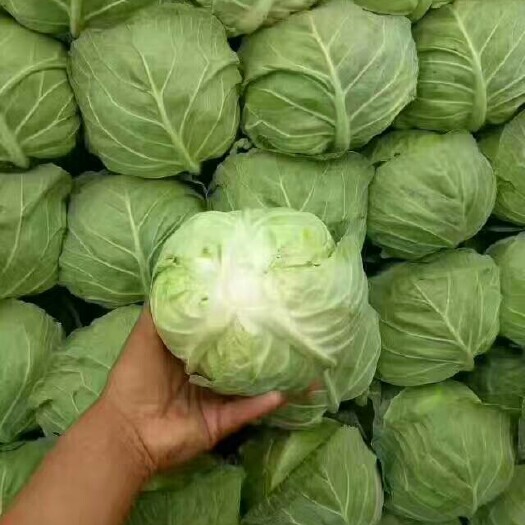 邯郸绿包菜  大量供应中