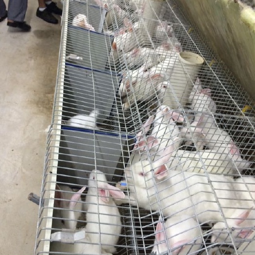 龙岩肉兔 5斤以上