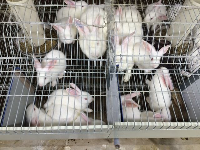 龙岩肉兔 5斤以上