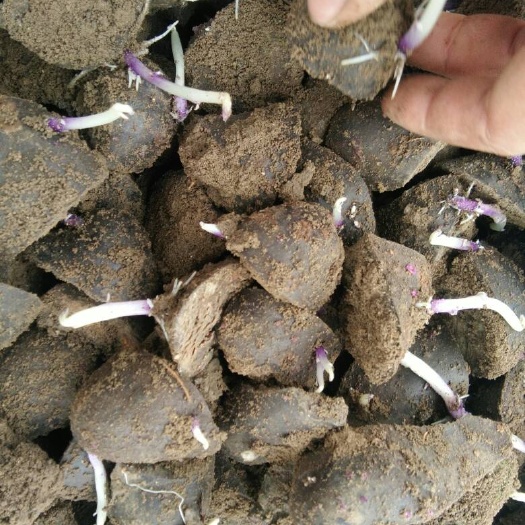 滕州市黑金刚土豆种子  黑金刚种薯，脱毒种薯