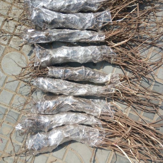 安国市爬山虎 1万颗以下