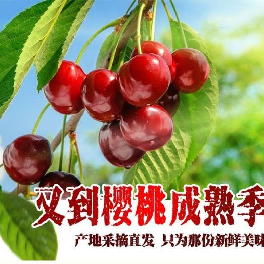 烟台红灯樱桃  12-15g 26-28mm 美早大樱桃
