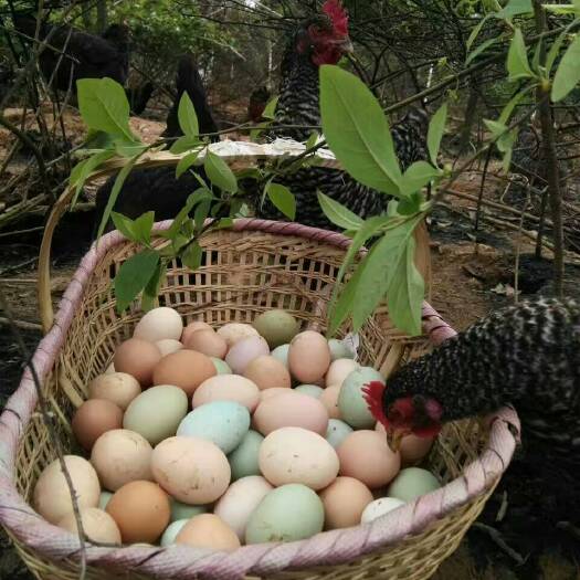 益阳绿壳鸡蛋 食用 箱装