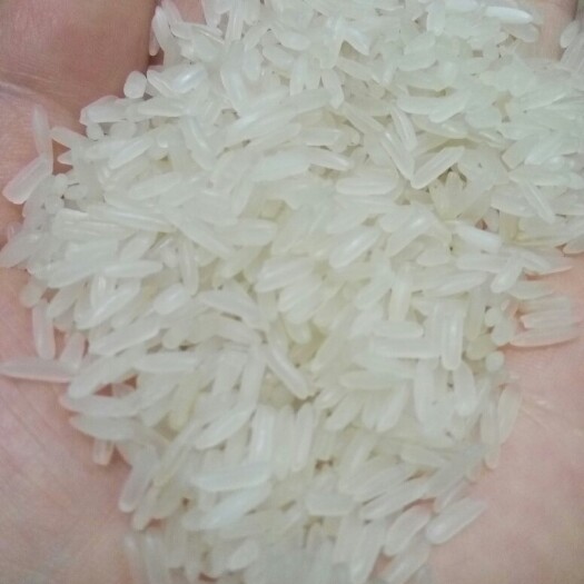 黄花粘米黄花占大米新米标米毛米