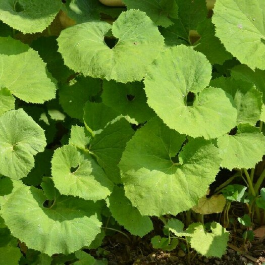 上饶蜂斗菜种苗  山蕗菜种子  山露菜根批发 基地直销