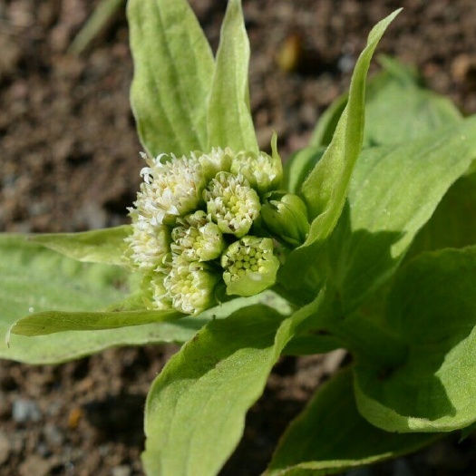 上饶蜂斗菜种苗水蕗菜种根 水蕗菜出口日本品种