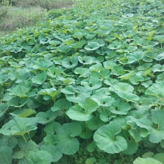 上饶蜂斗菜种苗  山蕗菜种子  大量出售